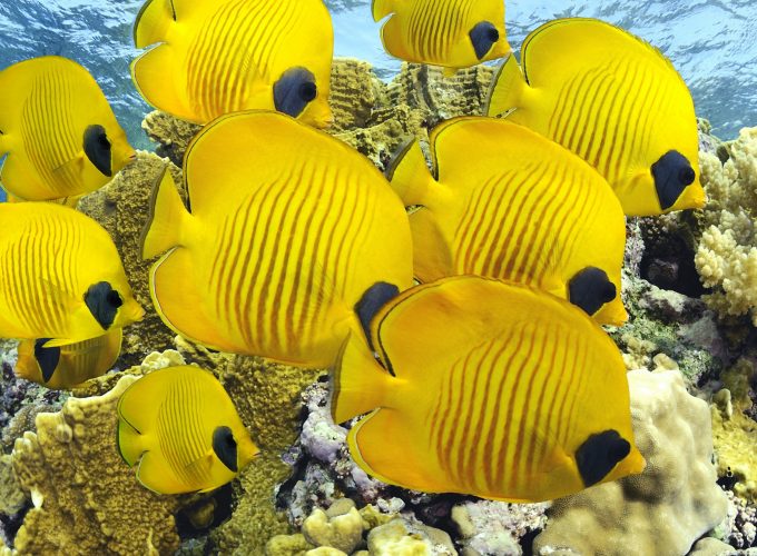 Wallpaper Butterflyfish, underwater, coral, Best Diving Sites, Travel 274381715